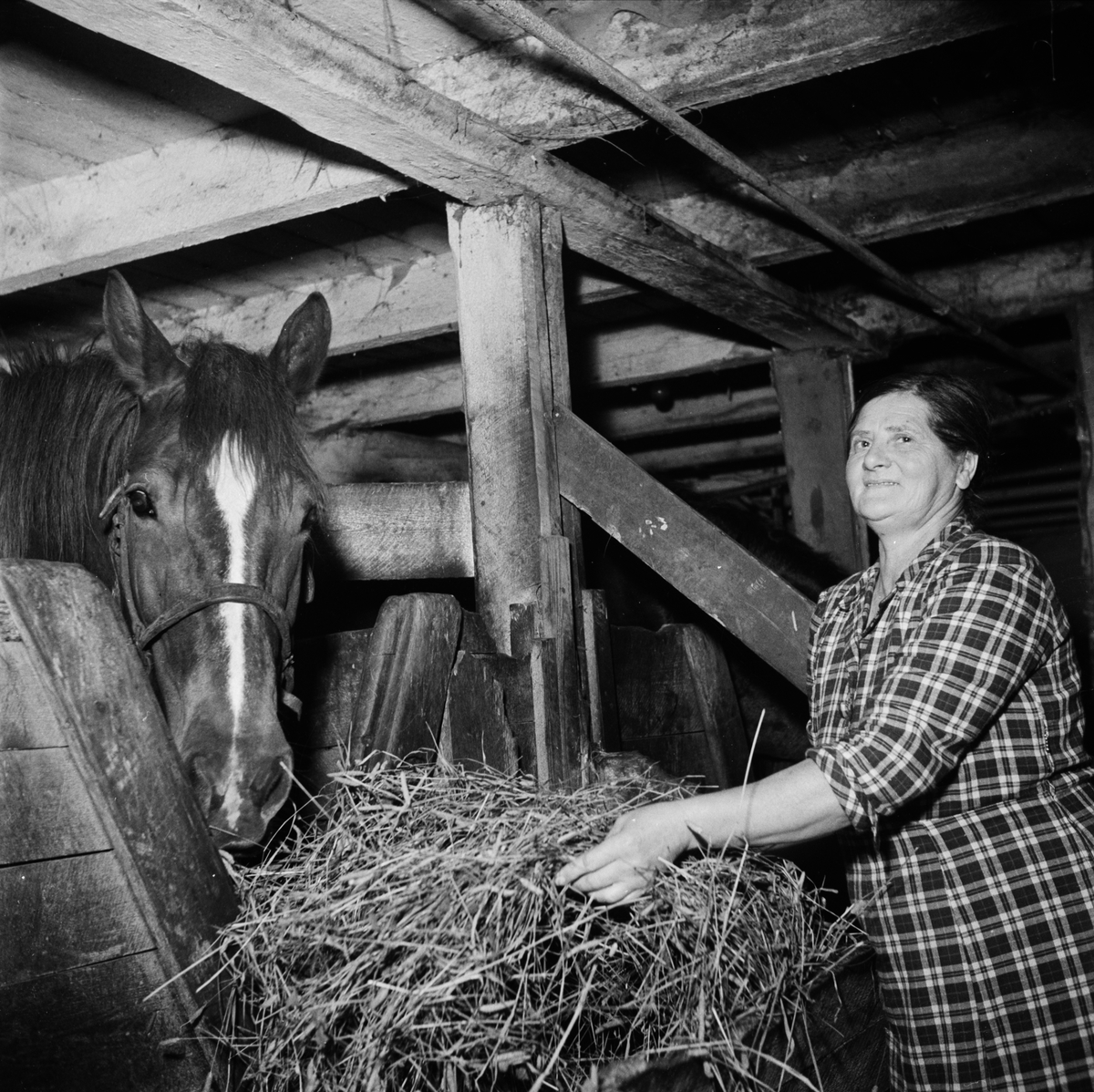 Lantbrukare Hilda Persson utfordrar hästen Travenfelt, Myren, Väla