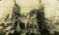 Fårehoder fra Aden.