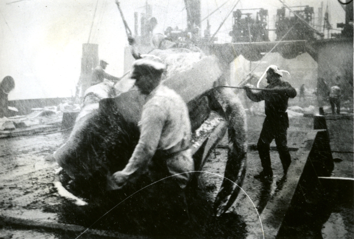 Flensing i sneføyk og ruskevær. - Ombord i Fl/K ' Vestfold' (b. 1931, Furness Shipbuilding Co. Ltd, Haverton Hill).