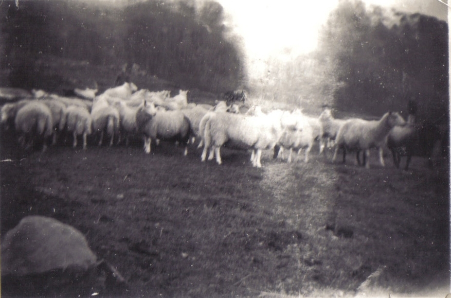 Samling fotografier etter Olga Beldo f. Eliassen