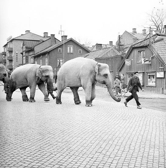 Elefanter från en cirkus visas upp. Västerlånggatan, Uddevalla den 29 april 1957.