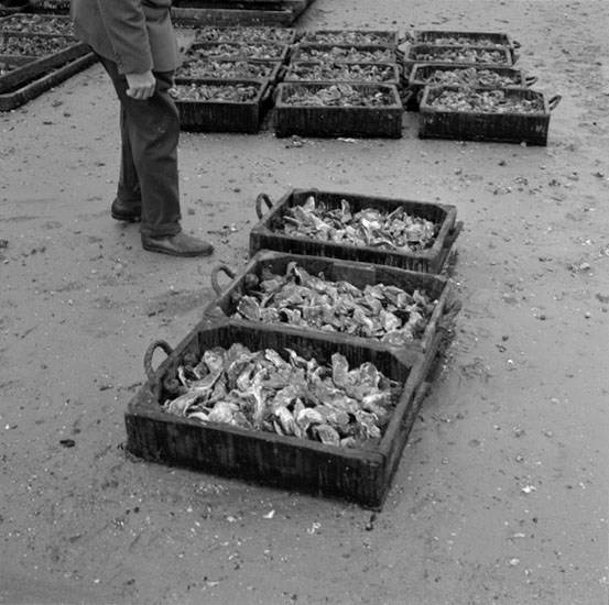 Från ostronodlingar på Atlantkusten i oktober 1959. Le Croisic, Frankrike.