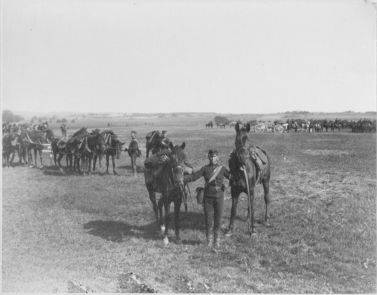 Artillerispann på äng vid Vettinge, soldater i full färd med avspänning av hästarna.