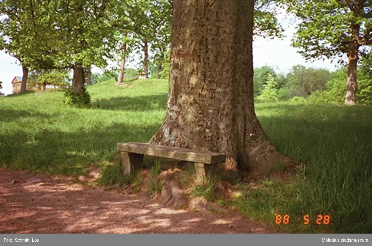 En stenbänk som står placerad precis framför ett stort träd. En grusstig löper förbi. Gunnebo slottspark, 1988.