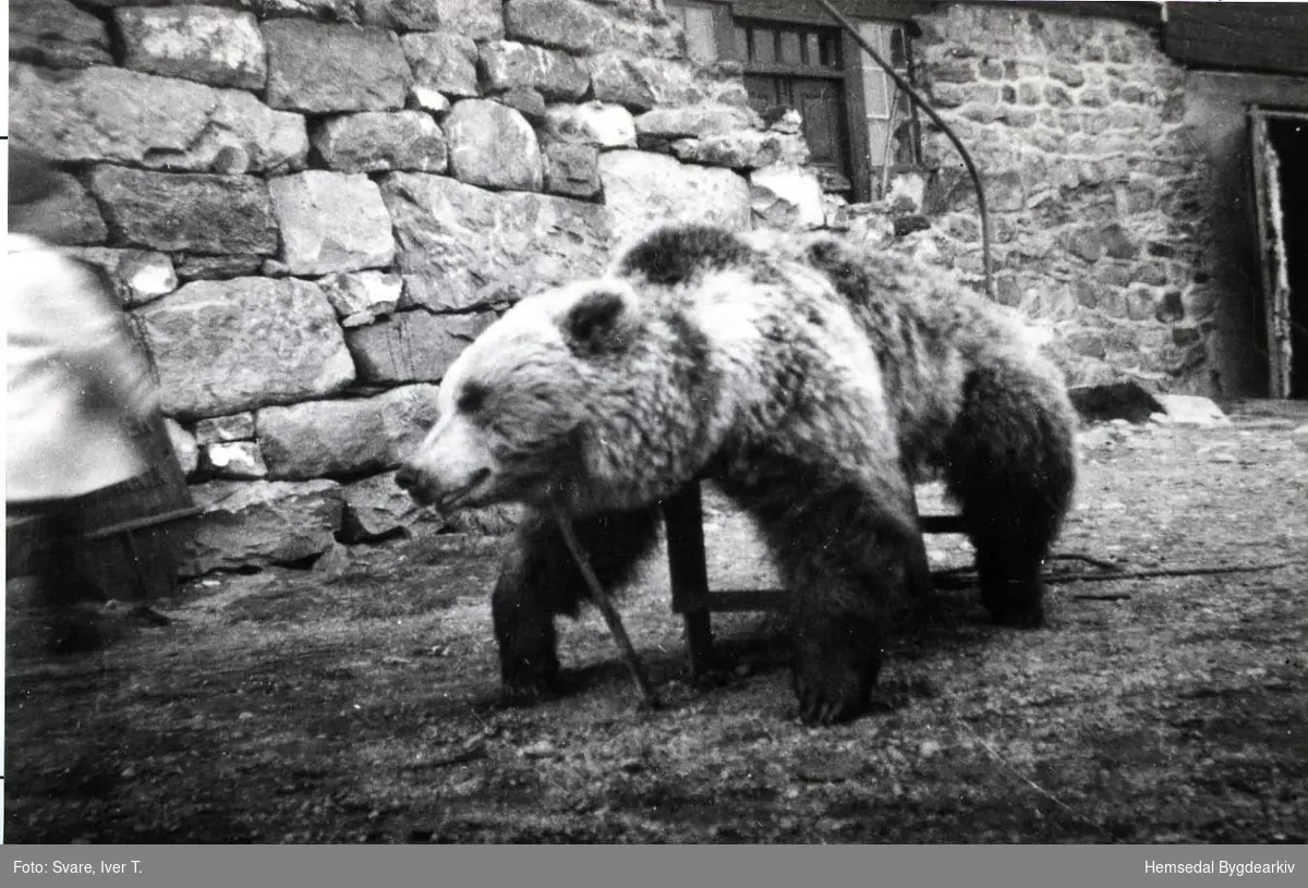 Dette er bjørnen som vart skoten i Bjøbergtraktene 29. mai 1949. 
Skyttaren var reingjetar Gustav Granfjell