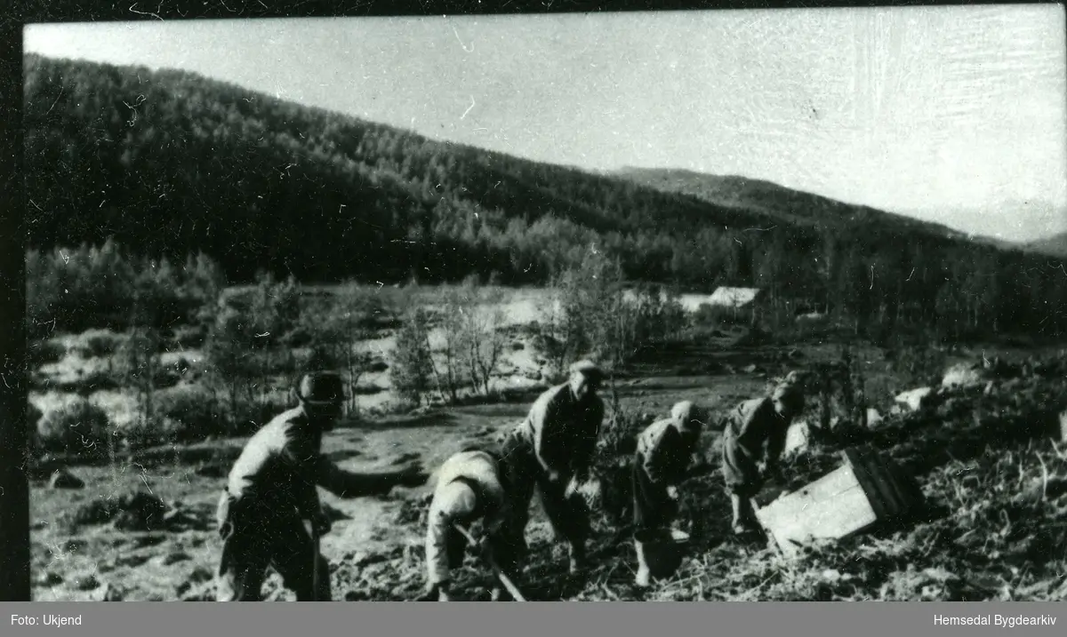 "Eplegraust", dvs. innhausting av poteter. Alt arbeidet vart gjort for hand.
Fotografiet er teke ca. 1938 i Bubakka i Lykkja i Hemsedal.