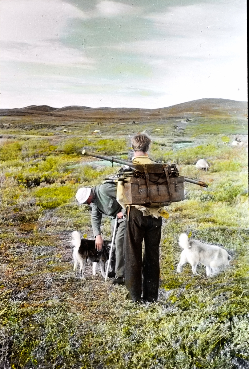 Fra foredragsrekken "Landmålerlivet i Finnmark"  v/Axel Printz : Vi hilser på hundene. ( T-7 Kautokeino 1923 ).