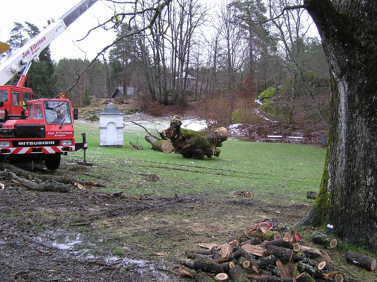 Lastebil med kran flytte stor stykker av eika tvers over parken.  Jan Eilertsen. 09.12.2011