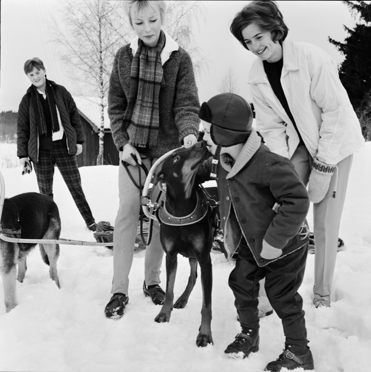 Brukshundklubben - Bernadottehemmet på pulkautflykt, Gottsunda, Uppsala, mars 1963