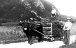 Bernhof Mork og gutten Petter Oppland kjører høy med trekkok