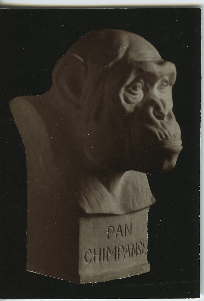 'Schimpans. Skulptur av bildhauer Herman Teer Meer, Leipzig. Höjd 39 cm. ::  :: Ingår i serie med fotonr. 1015-1020.'