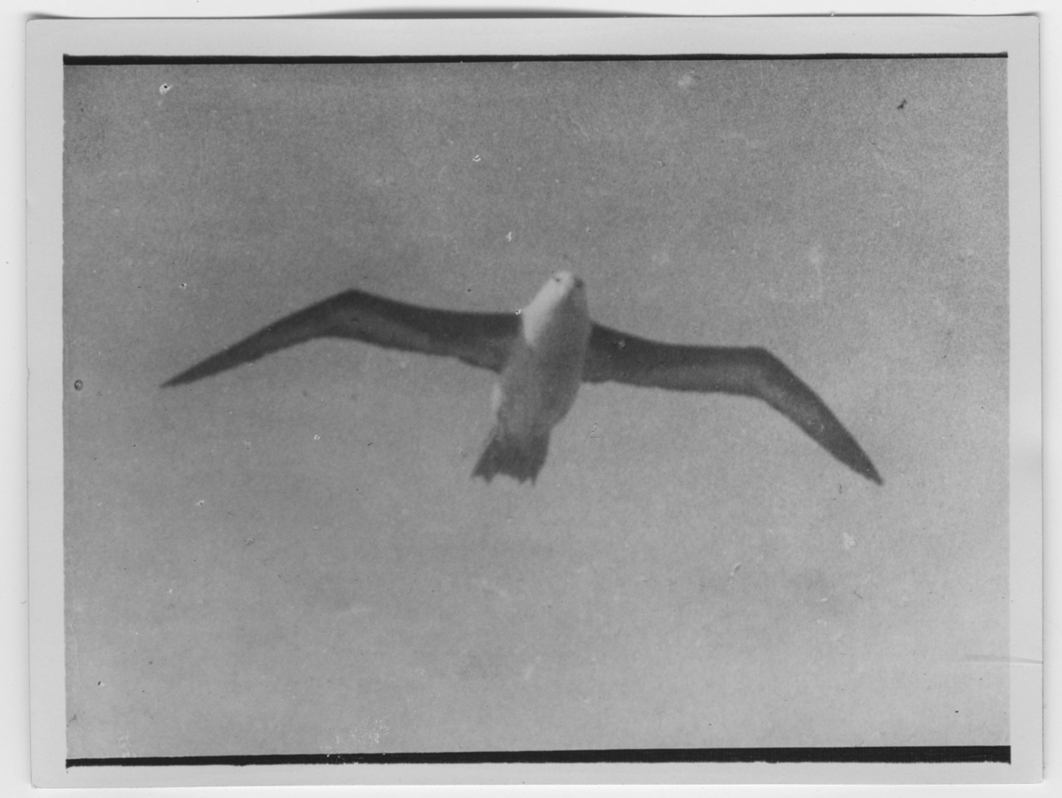 'Flygande albatross, närbild. ::  :: Ingår i serie med fotonr. 2003-2011.'