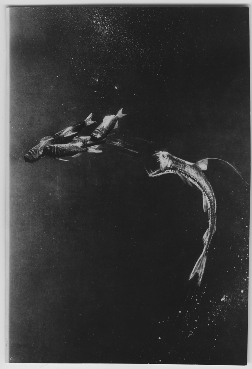 'Chauliodus (till höger) vid ett litet fiskstim. Ev. akvarium. ::  :: Se fotonr. 3121-3125.'