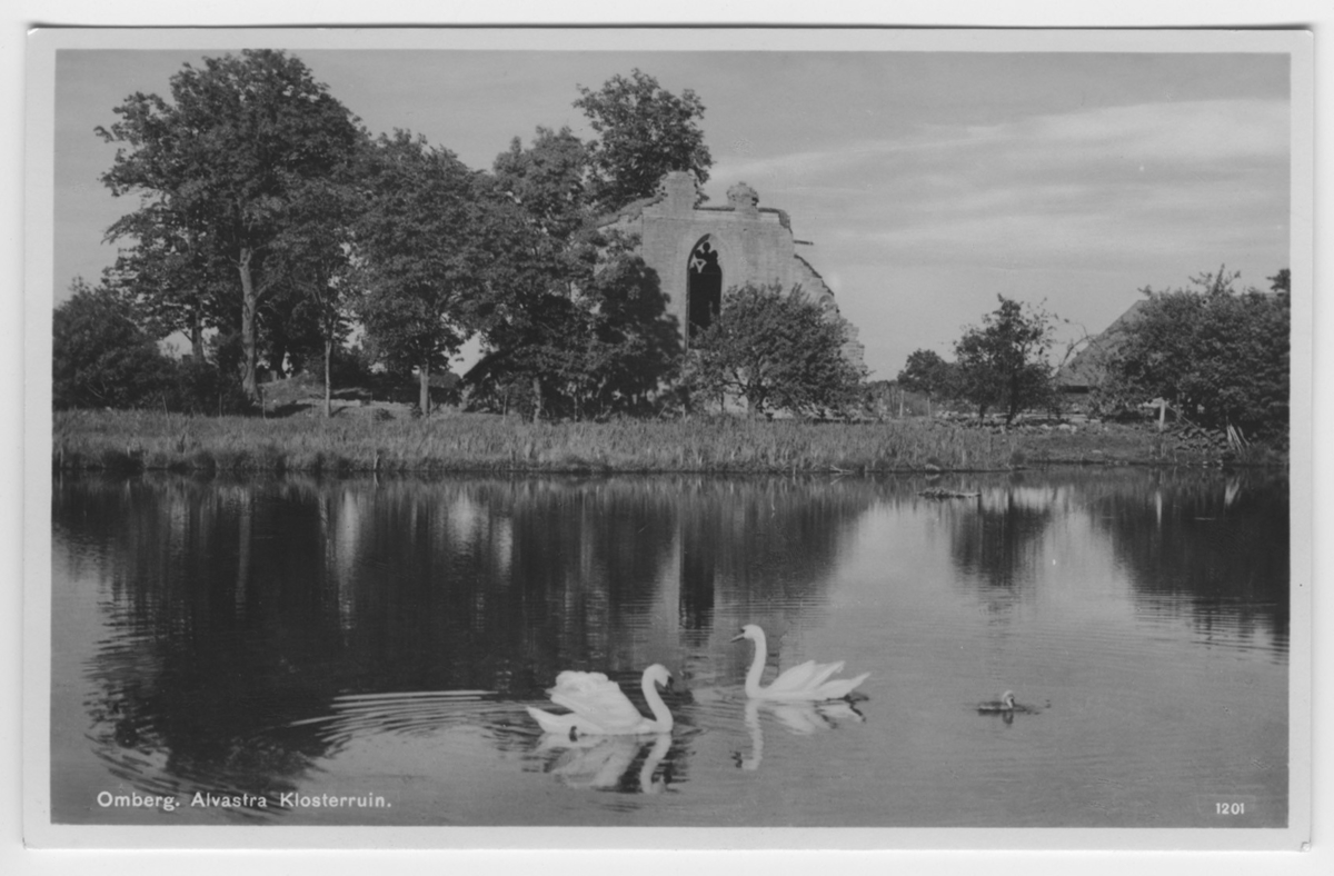 'Omberg. Alvastra klosterruin. Vy från sjön mot slottsruinen, 2 simmande svanar i förgrunden. ::  :: Ingår i serie med fotonr. 3642-3645.'
