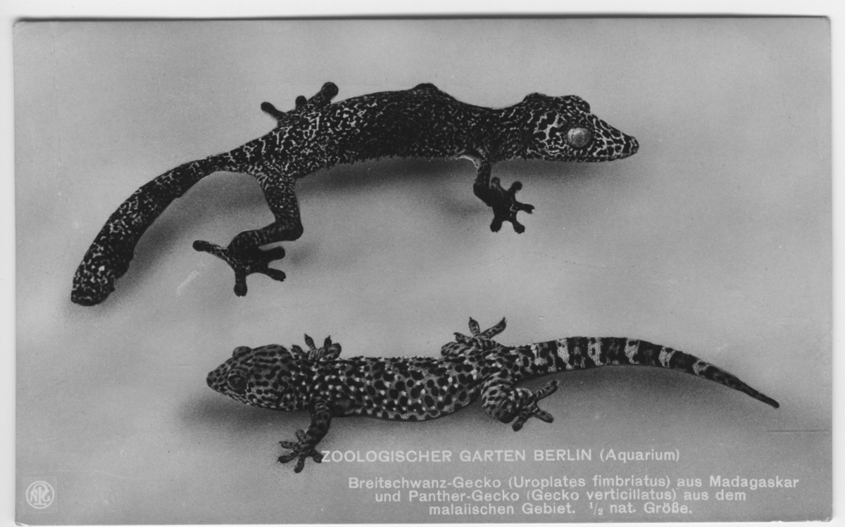 'Text på framsidan: 2 geckoödlor i halva naturliga storleken. ::  :: ''Zoologischer garten, Berlin (Aquarium). Breitschwanz-Gecko (Uroplates fimbriatus) aus Madagaskar und Panther-Gecko (Gecko verticillatus) aus dem malaiischen Gebiet. 1/2 nat. Grösse.'