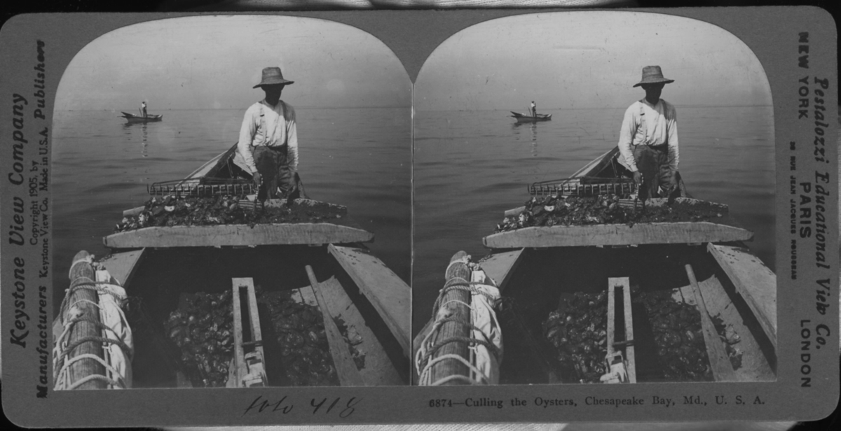 'Gallring av ostron. En man ombord i en eka med ostronfångst. I bakgrunden ytterliagre båt med person stående ombord. ::  :: ''6874 - Culling the Oysters, Chesapeake Bay, Md., U.S.A.'' ::  :: Ingår i serie med fotonr. 315-422. Se särskilt fotonr. 407 och 421.'