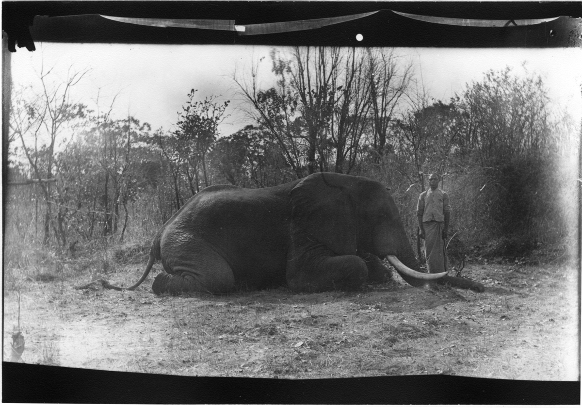 'Diverse fotografier från bl.a. dåvarande Nordrhodesia, nu Zambia, tagna av Konsul Magnus Leijer. ::  :: En man stående vid en knäande elefant. I bakgrunden, träd och sly.'