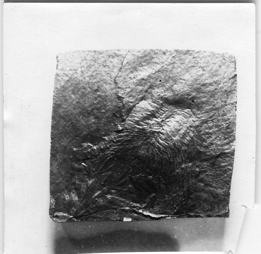 Fiskfossil, bild på avgjutning. Från låda 465 i geologmagasinet på Göteborgs Naturhistoriska museum.