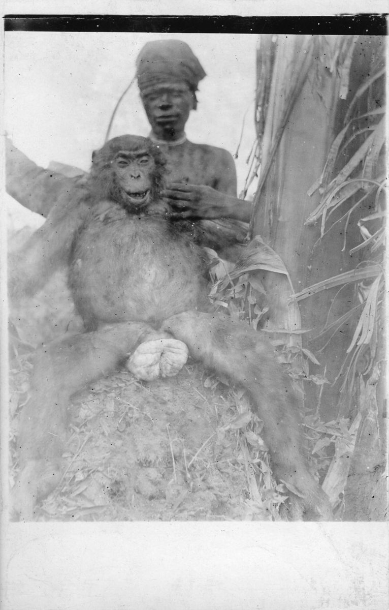'Djurfotografi från trakten kring Leopoldsjön: :: Död apa upphållen av en person som sitter med apan i knäet. Ett vykort. ::  :: Ingår i serie med fotonr. 872-877.'