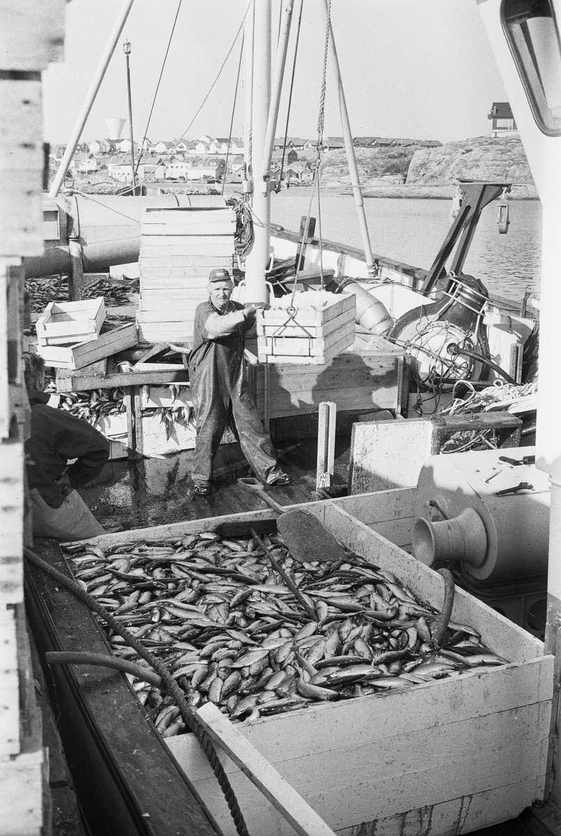 Övrigt: Sillfiske, Bohuslän