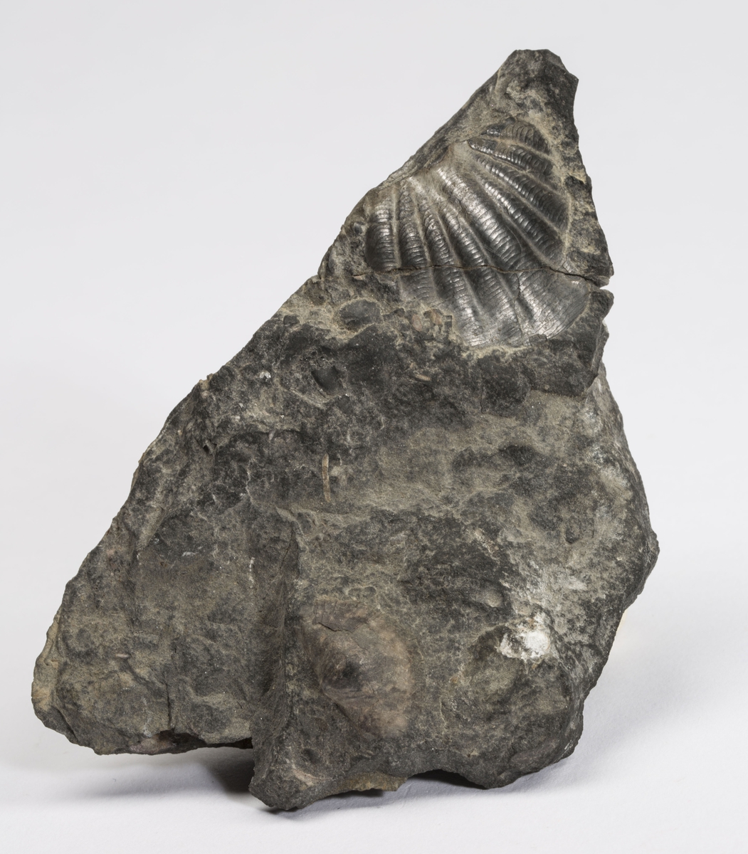 Fossil
MED BRACHIOPODEN, SOWERBYELLA SP.