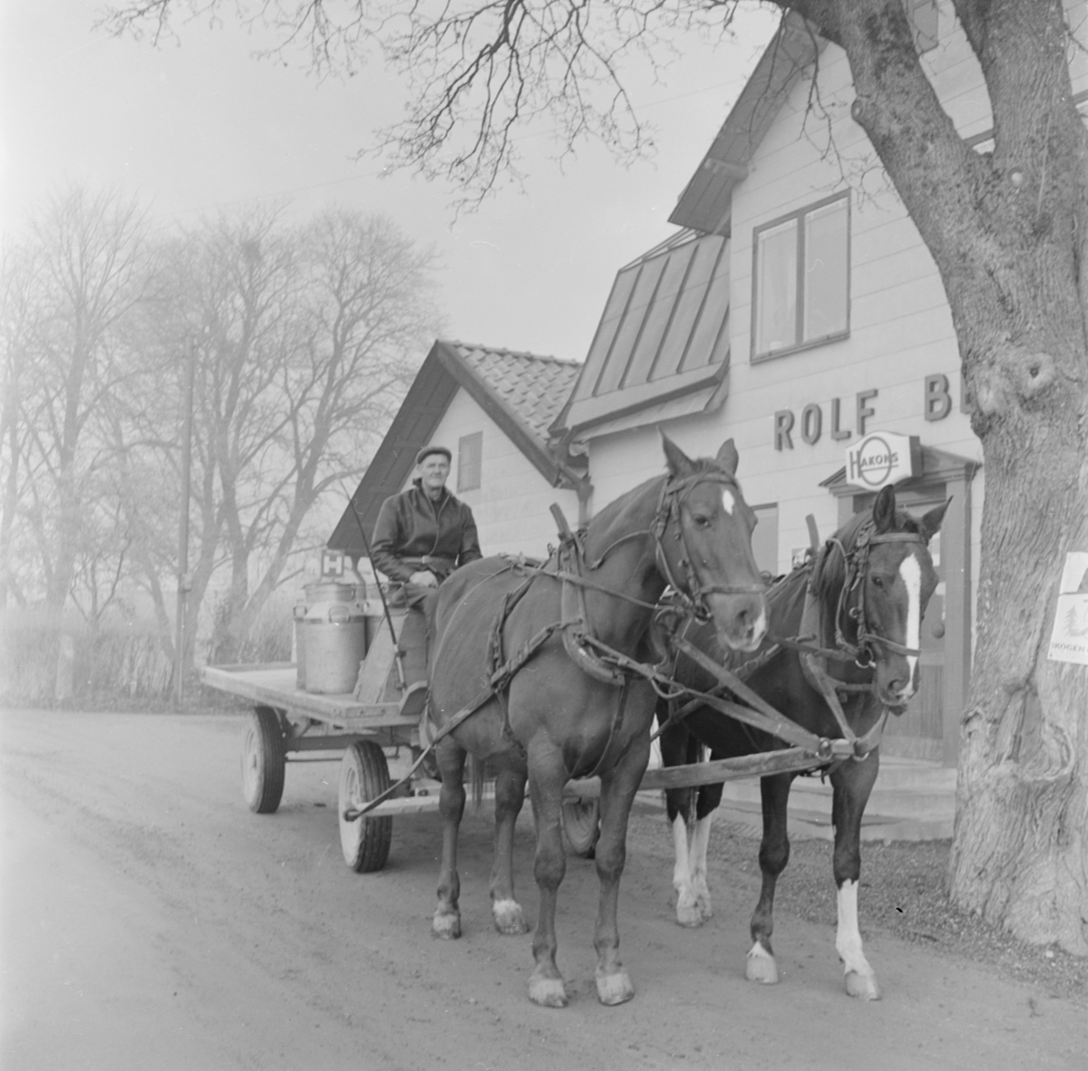 Mjölktransport med häst och vagn, Håbo-Tibble socken, Uppland 1961