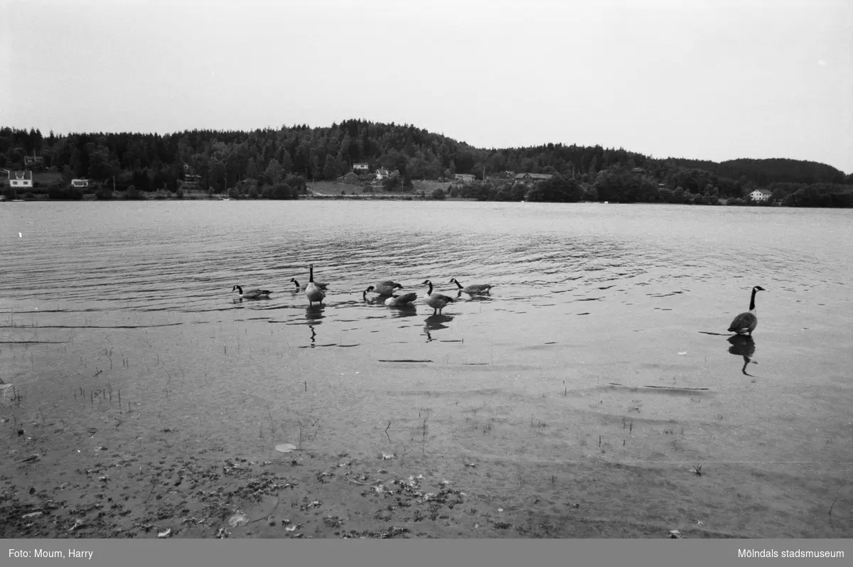Fåglar vid Talluddens badplats, Västra Ingsjön i Lindome, år 1983.

För mer information om bilden se under tilläggsinformation.