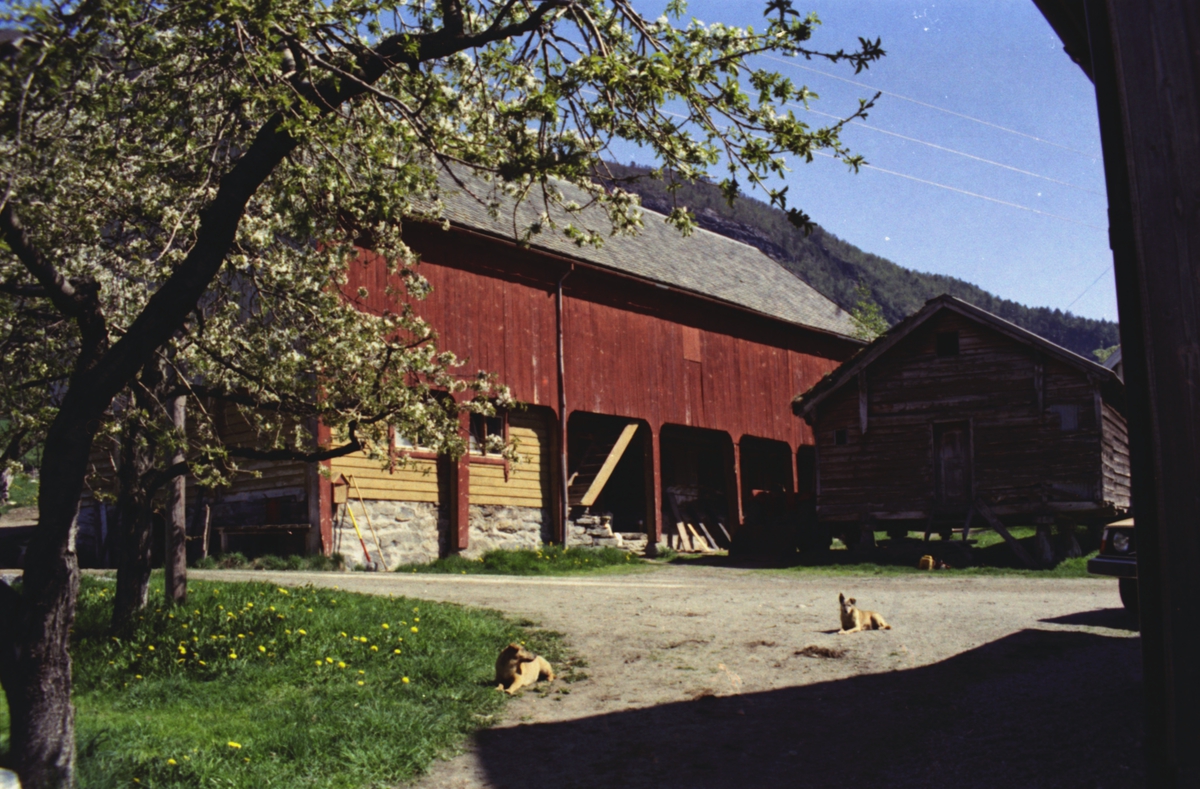 Ellinggarden på Overå. "Liabygdstova" som står på Sunnmøre Museum stod opprinnelig på denne gården.