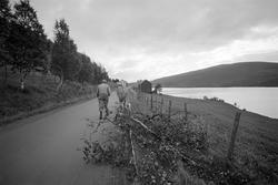 Hans Westgård på tur heim med fjordingen og et vedlass.