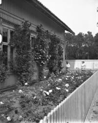 Vardens arkiv. "Blomsterhave. Gundersen, Sweigaardsgt." 29.0