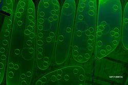 Glassflate som illustrerer bladets anatomi i utstillingen «D