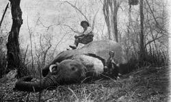 Jegere foran en skutt elefant