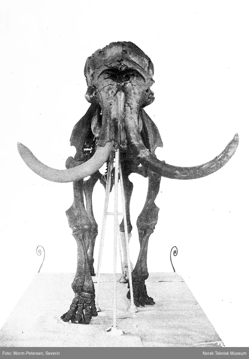 Skjelett fra en mastodont