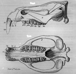 Dr. Johan Kjær: Elefanter og mammutter
