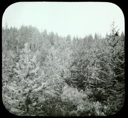 Skovsagen, Heibergs foredrag: Maurnæsmyren, Strand, efter 7 