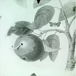 Insekter som angriper fruktplanter