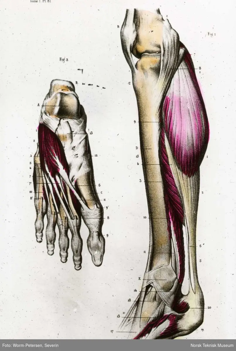 93 Muskler paa leggens indvendige flade og fodens rygflade - Norsk ...