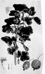 Plantens ernæring o.a. botan.