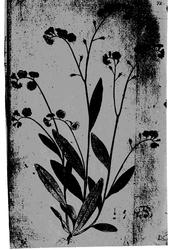 Plantens ernæring o.a. botan.