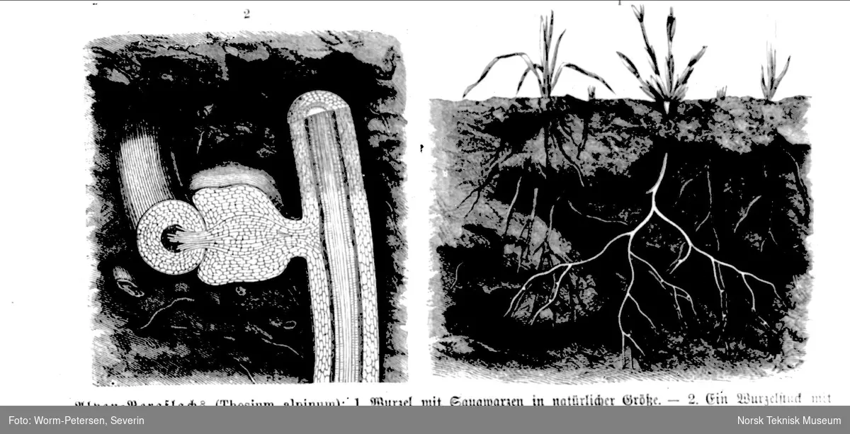 Planter (Thesium alpinum) og rotsystemer