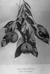 Prof. Gran nov 09. Planter