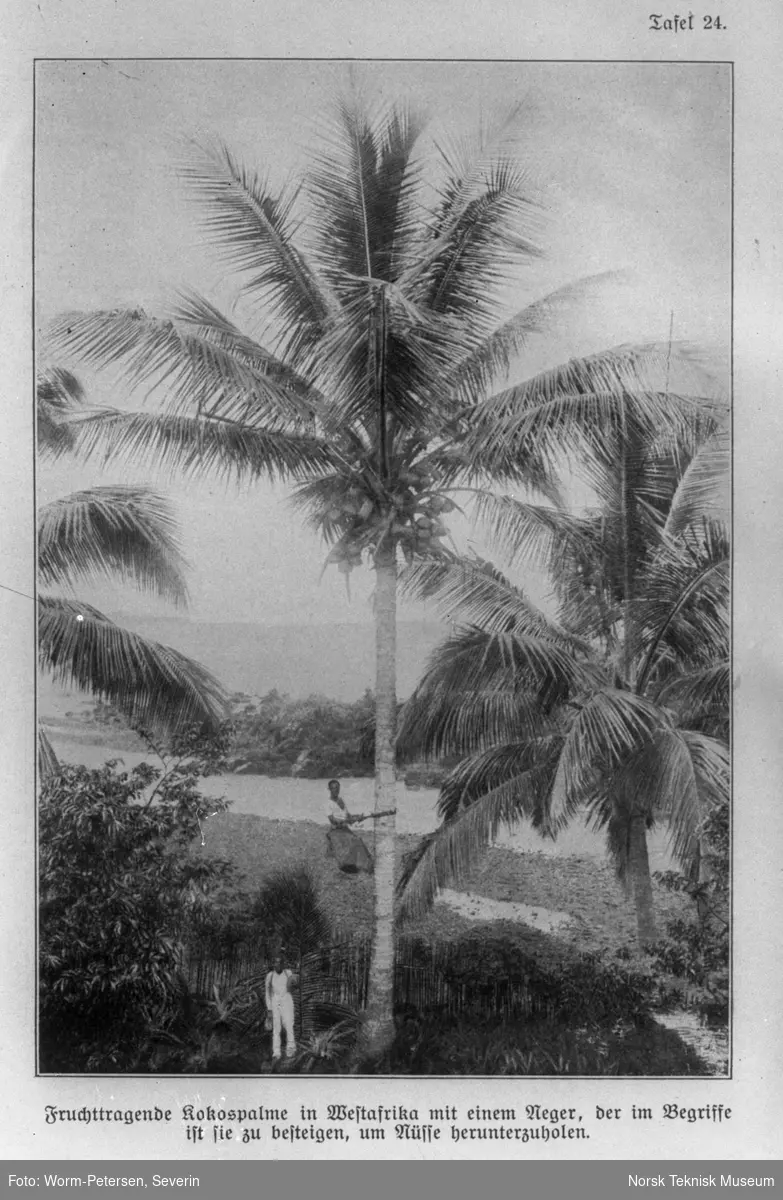 Kokospalme, innhøsting i Afrika