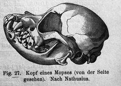 Fig. 27  Kopf eines Mopses (von der Seite gesehen).  Nach Na