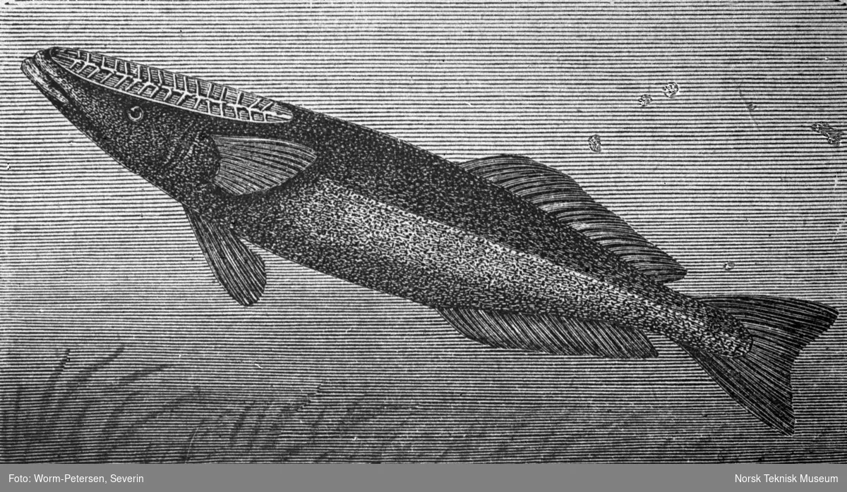 Sugefisk (Echeneis remora)