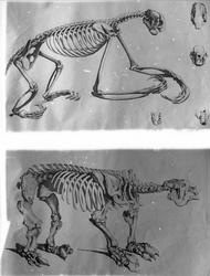 Anatomisk figur, skjelett av to ukjente dyr