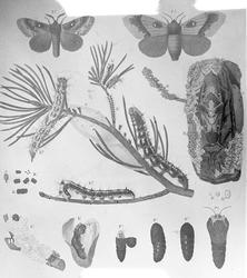 Silkespinner, forskjellige stadier