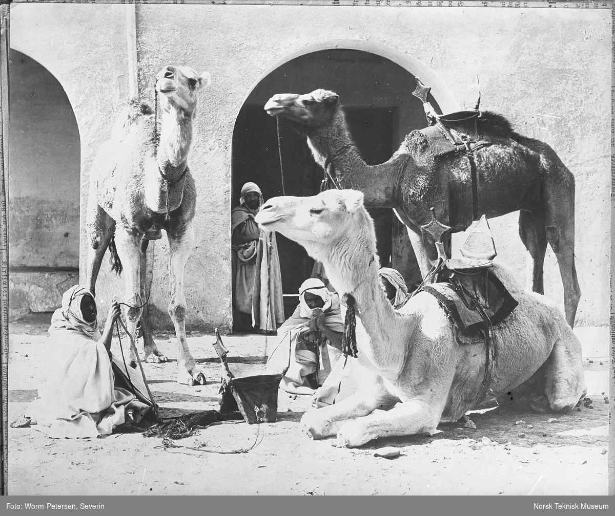 Arabere og kameler