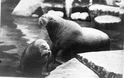 Hagenbeck’s dyrehave i Hamburg, hvalrosser