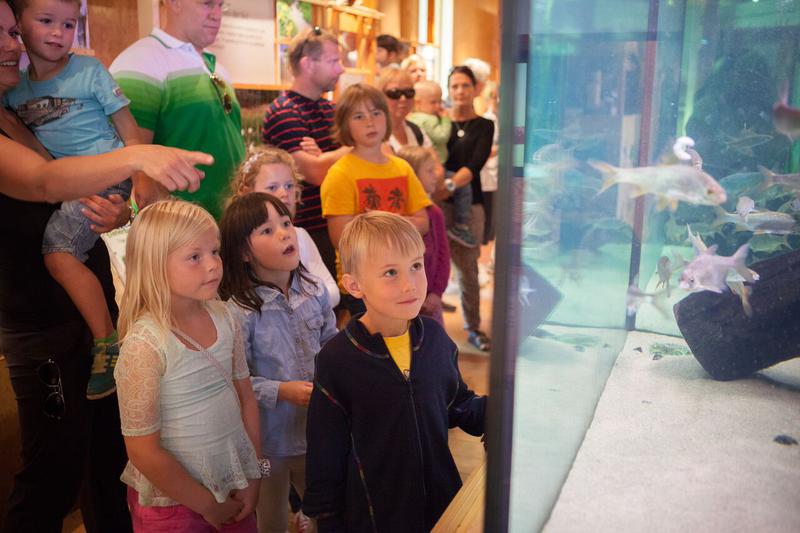 Mange barn som kikker på store akvarier (Foto/Photo)