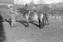 "Fuuka", hoppe fra Vinstra.